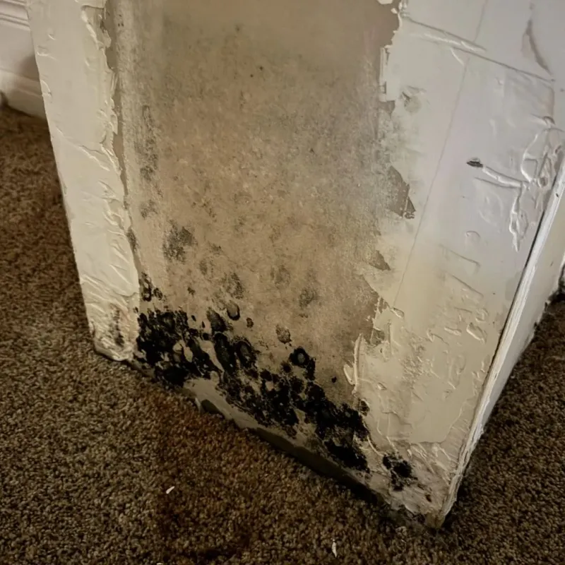Professional Mold Removal in Studio City, CA